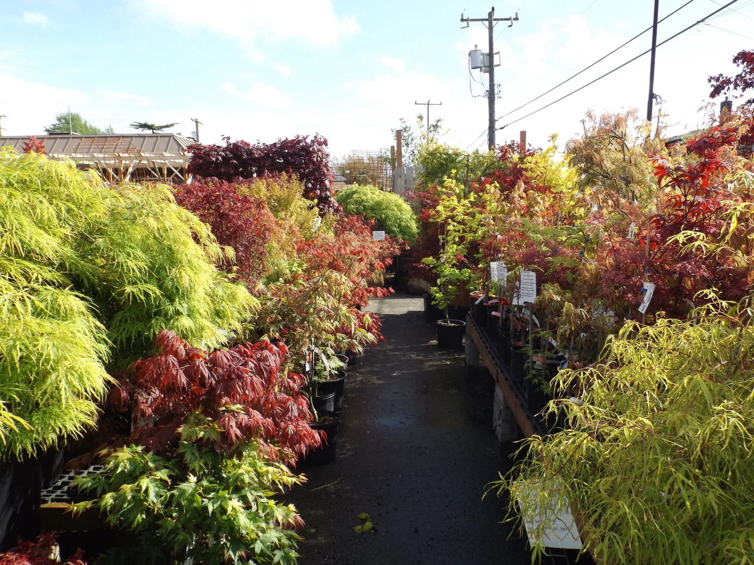 Japanese Maples — West Seattle Nursery